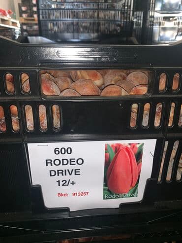 тюльпан оптом бишкек: Принимаем заказы на луковицу тюльпана, гиацинта, крокуса — 9