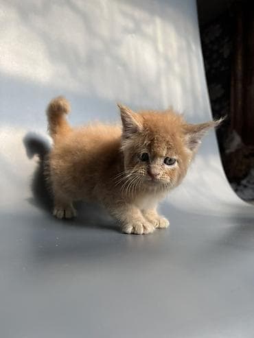 кошка британская: Предлагаются к продаже шикарные котята мейн-кун от породных — 9