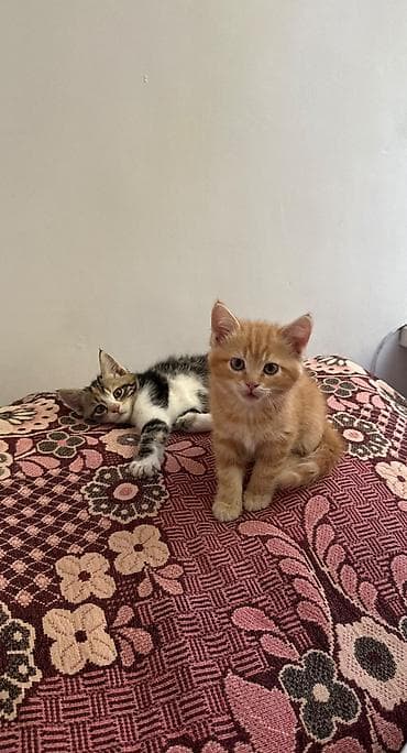 манчкин коты: Кошка даром: Беспородная, 2 месяца, Мальчик, Приучена к лотку — 3
