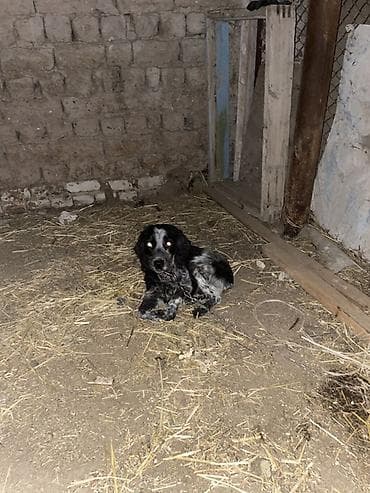 Собака небольшого размера, окраса блю-мерль/черно-серый крап