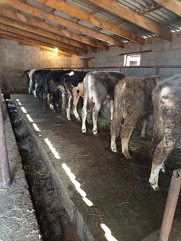 кормушка для крс: Продаю | Бык (самец) | На откорм | Привязанные, Искусственник — 2