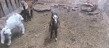 Үй жаныбарлары: Сатам | Улак | Аргын | Көбөйтүү үчүн — 2