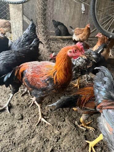 щенки хаски цена бишкек: Продаю | Петух | Для разведения — 2