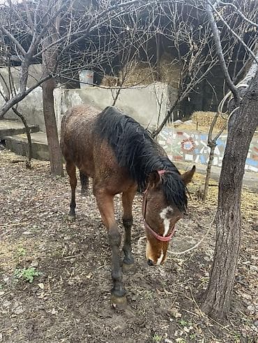 копчёная рыба: Продаю | Кобыла (самка) — 7