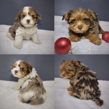 Йоркширский терьер, 2 месяца, Самец, С прививкой, С родословной