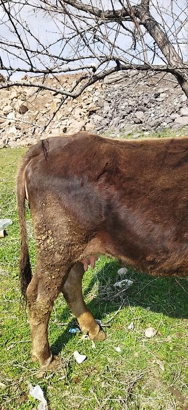 брама лаванда: Продаю | Корова (самка) | Для молока — 3