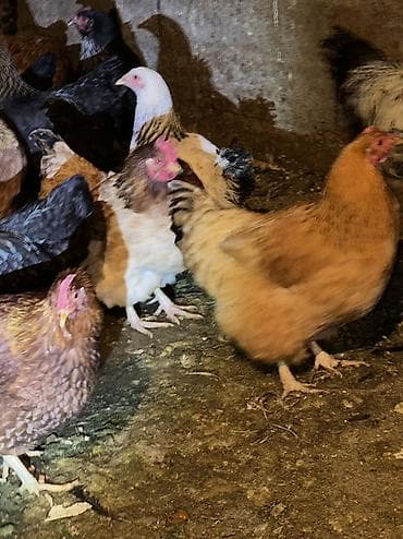 Грызуны: Продаю | Куры, Петух | Домашняя | На забой, Для разведения, Несушки — 2