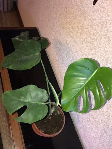 растения в офис: Монстера-Самое красивое растение. Любит свет. Самовывоз Новопокровка — 2