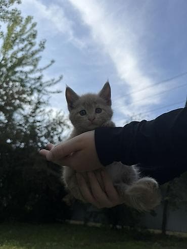 купить мейн кун: 2 месяца, Мальчик, Рыжий, Метис, Приучена к лотку — 1