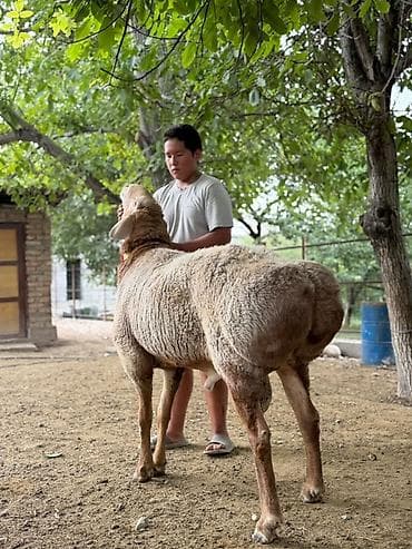 кавказский алабай: Продаю | Баран (самец) | Арашан | Для разведения | Племенные — 5