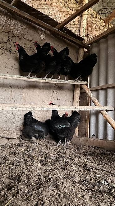 чика тай: Продаю | Куры | Домашняя | Несушки — 1