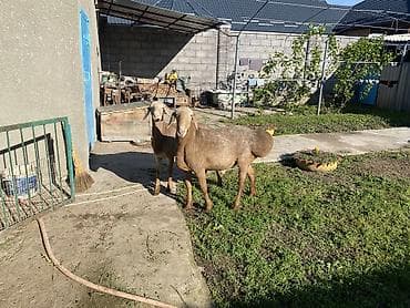 агрегат для стрижки овец: Продаю | Баран (самец) | Арашан | Для разведения — 1