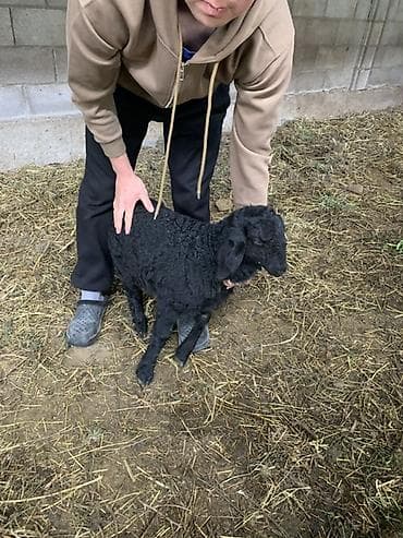 Животные: Продаю | Ягненок | Для разведения | Племенные — 3