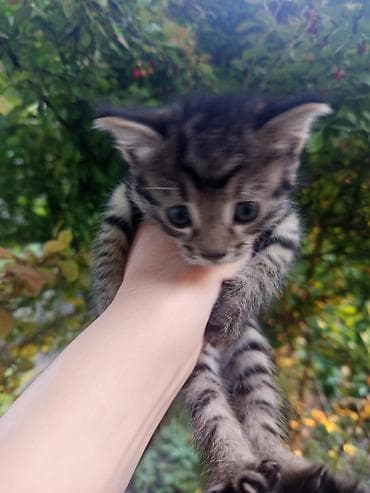 вязка кошек ош: Беспородная, 1 месяц, Девочка, Приучена к лотку — 4