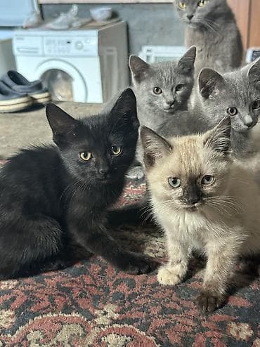 Отдаю даром котят — 3