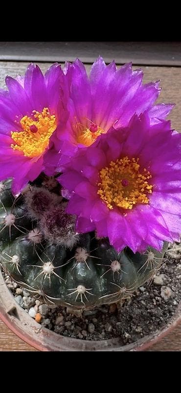 сколько стоят кактусы: Цветущие кактусы (коллекционные эхинопсисы/маммиллярии и др.) - Яркие — 1