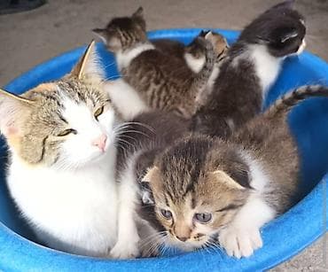 bb kitty бишкек: Котята вместе с кошечкой ( с мамой) отдаётся в хорошие, заботливые — 2