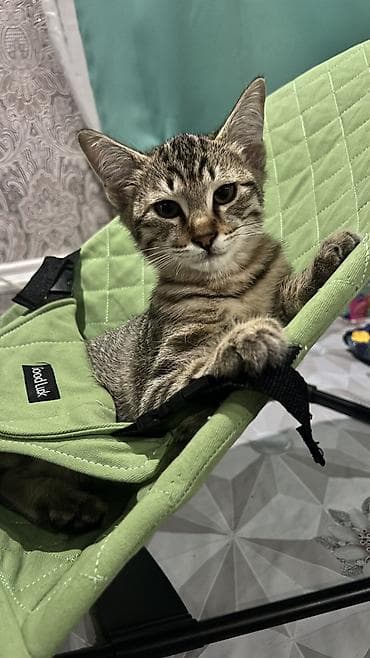 Аквариумы: Кошка даром: Беспородная, 2 месяца, Мальчик, Метис, Приучена к лотку — 2