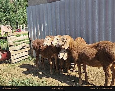 балык багуу: Сатам | Кочкор (эркек) — 3