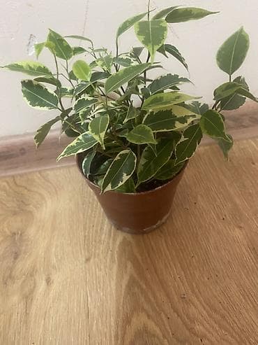 led matrix panel: Комнатные растения в горшках 1) Замиокулькас (Zamioculcas zamiifolia) — 7