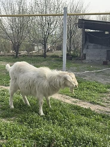 продаю жеребца: Продаю | Козёл (самец) | Для разведения | Осеменитель — 1