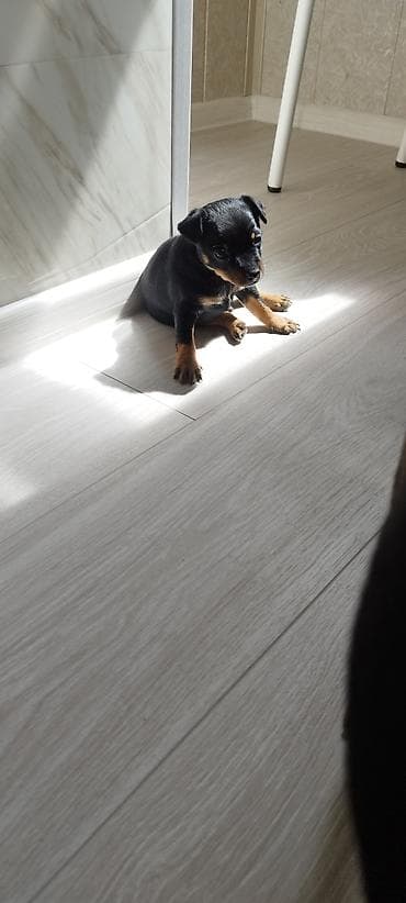 собаки: Щенок мини той-терьер (окрас чёрно-подпалый) Родился в помете один — 8