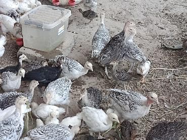 Продаю | Индюшата | Черный принц, Северокавказская | На забой, Для разведения | Племенные — 7