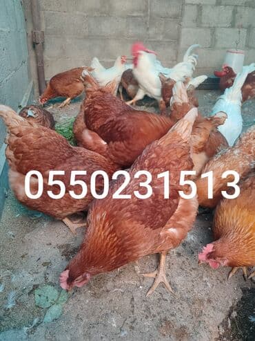 Ветеринар кызматы: Сатам | Инкубацияланган жумурткалар | Леггорн | Жумуртка туудуруу үчүн — 6