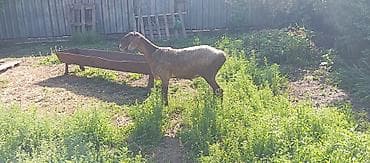 кой ашто: Продаю | Овца (самка) | Для разведения | Матка — 1