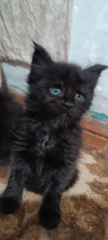 кошк: Мейн-Куны!!!🥰🥰🥰 Продаются Чистокровные,Шикарные, отличная коробка — 7