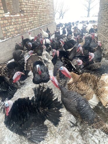 короо кой: Сатам | Эркек күрп | Көбөйтүү үчүн | Асыл тукумдуу — 8