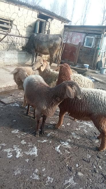 кошка свинкс: Продаю | Овца (самка) | Романовская | Для разведения | Ярка — 5