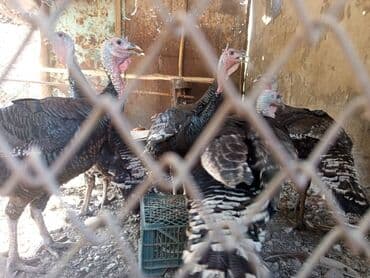 продажа щенков немецкой овчарки с документами в бишкеке: Продаю | Индюшка (самка) | Для разведения | Племенные — 2