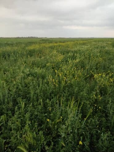 продаю дом бишкек сокулук: 700 соток, Сатып алуу-сатуу келишими — 8