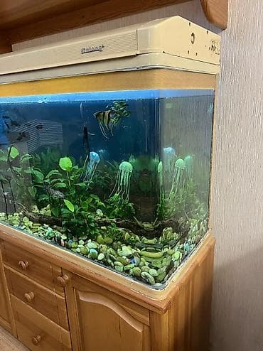Аквариумы: Аквариум 250 литров (высота 135 ширина 117 ) продается с тумбой из — 2