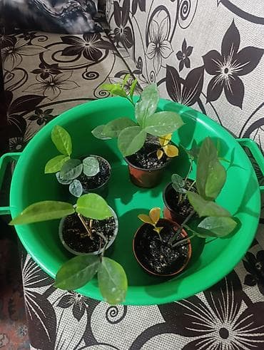 долларовое дерево цена: Замиокулькас 
200 сом 1 шт — 1