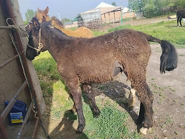 декоративная рыба: Продаю | Жеребенок | Для разведения | Племенные — 2