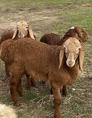 бадырак жугору: Сатам | Ургаачы кой (ургаачы) | Арашан | Көбөйтүү үчүн | Токту — 1