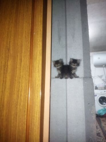 котики в оше: Мый мый 1,5айлык,тентек таза жуунуп турат жума сайын ким жакшы карайм — 7