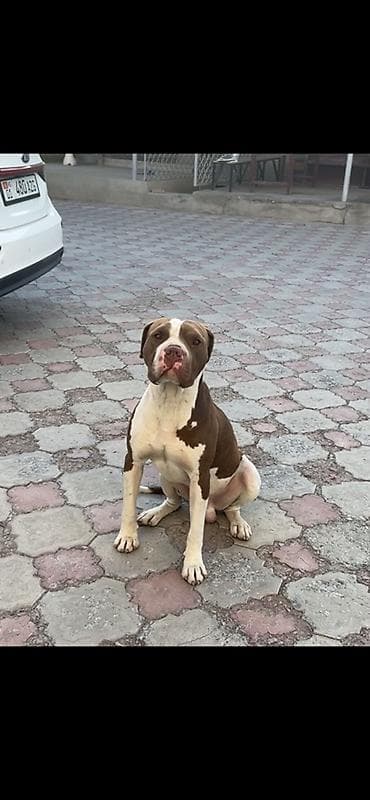 купить собаку доберман в бишкеке: Питбуль, 1 год, Самец — 1