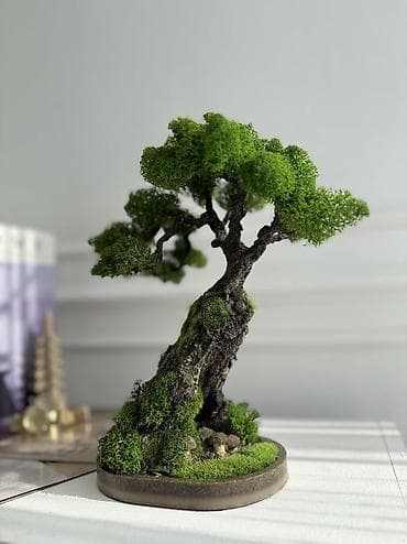 шапке: Интерьерные композиции с деревом бонсай из натурального живого — 1