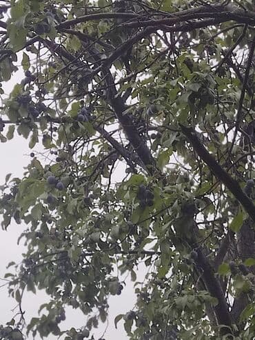 продаю сливы: Сливы домашние, венгерка Саженцы, уже плодоносили в этом году 4-5 — 2