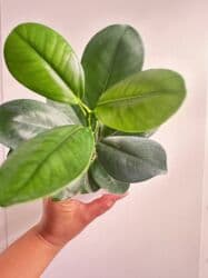 Инструменты: Фикус Мокламе 🌿 Красивое, компактное комнатное растение с густой — 1