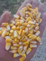 садовый инвертарь: Кукуруза — 2