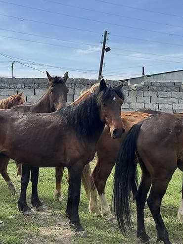 куна: Продаю | Кобыла (самка) | Для молока, Рабочий | Племенные — 3