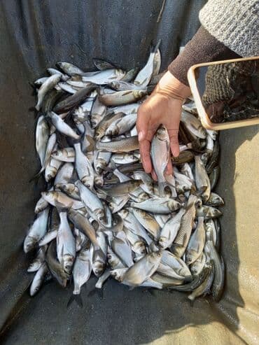 рыбы ош: Малёк карп амур толстолоб, недорого — 1