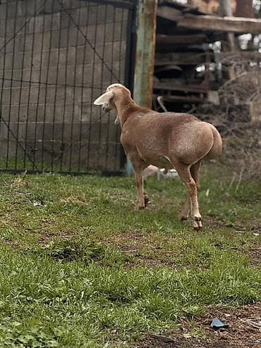 сколько стоит енот: Продаю | Баран (самец) | Арашан | Для разведения | Племенные, Осеменитель — 4