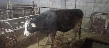 рыбы живые: Продаю | Тёлка | На откорм | Привязанные — 6