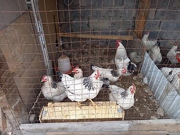 цыплята в сокулуке: Продаю | Куры | Суссекс | Для разведения — 1