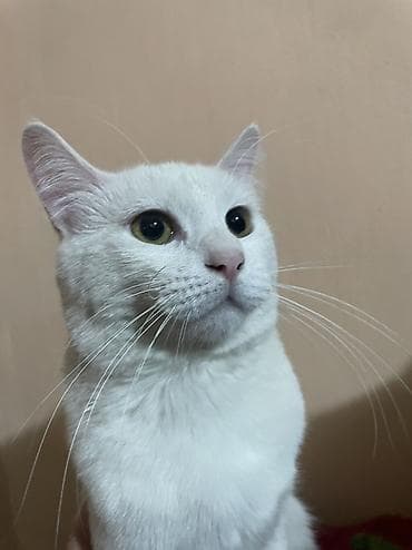 Кошки: 9 месяцев, Мальчик, Приучена к лотку, Проглистована — 3